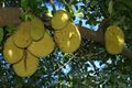 Artocarpus heterophylla fruit 01.JPG