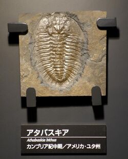 Athabaskia bithus - National Museum of Nature and Science, Tokyo - DSC07753.JPG