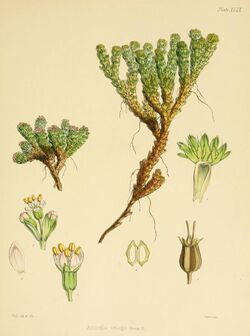 Azorella selago Hook.f. (Botany of Antarctic - Plate XCIX).jpg