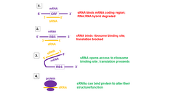 Bacterial small rna mechanisms.png