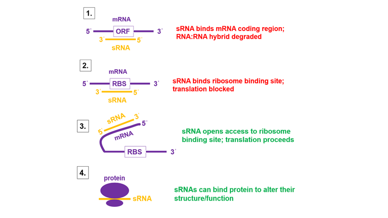 File:Bacterial small rna mechanisms.png