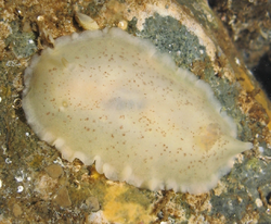 Baptodoris peruviana (10.7717-peerj.1963) Figure 1 (cropped).png