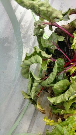 Beet plant infected with BCTV