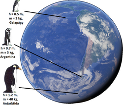 Bergmanns rule, pinguins.png