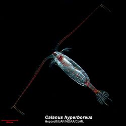 Calanus hyperboreus 750x750.jpg