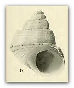 Cantharidella ocellata 001.png