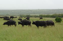 CapeBuffalo-Mara.JPG