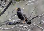 Carbonated Sierra-finch (Phrygilus carbonarius) (15775486009).jpg