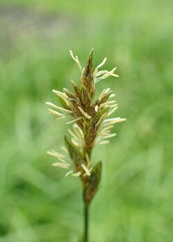 Carex brizoides kz01.jpg