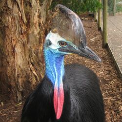 Casuarius casuarius -upper body -captive-8a-2c.jpg