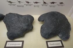 Ceratopsian and hadrosaur footprint price.jpg