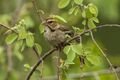 Chestnut-crowned Sparrow-Weaver - Murchison Falls NP - Uganda 06 5164 (22662525490).jpg