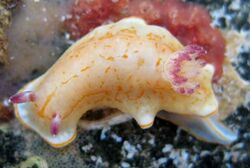 Chromodoris grahami.jpg