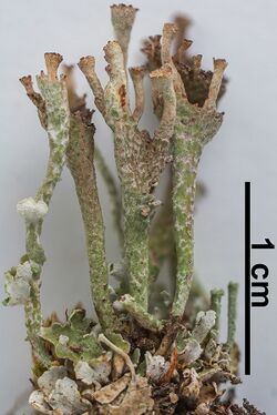 Cladonia cervicornis subsp cervicornis 1.jpg