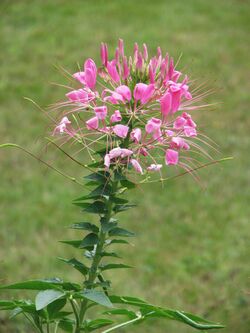 Cleome spinosa 2013-08-11 02.jpg