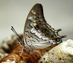 Close wing position of Charaxes solon, Fabricius, 1793 – Black Rajah WLB.jpg