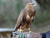 Common Buzzard RWD.jpg