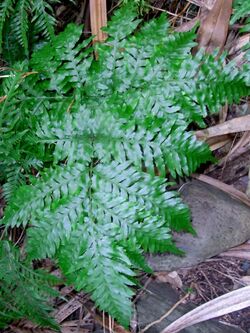 Common lowland fern Lord Howe Island.jpg