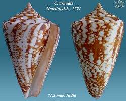 Conus amadis 1.jpg