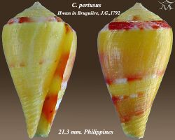 Conus pertusus 3.jpg