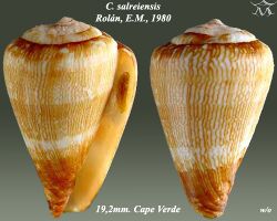 Conus salreiensis 2.jpg