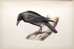 Corvus jamaicensis.jpg