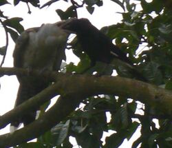 a black crow-like bird feeds a huge pale grey nestling, much larger than the adult bird.