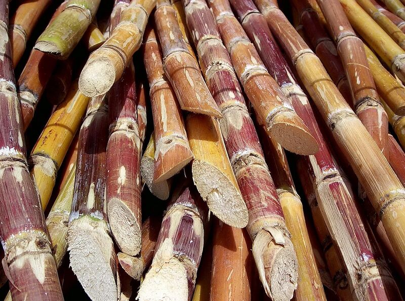 File:Cut sugarcane.jpg