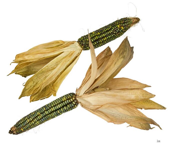 File:Dent Corn 'Oaxacan Green' (Zea mays) MHNT 2.jpg