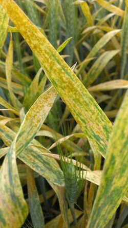 Yellow rust on the leaves of winter triticale