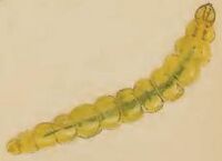 Elachista humilis larva.JPG