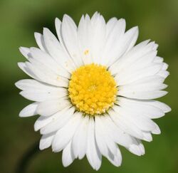 English Daisy (Bellis Perennis).jpg