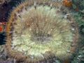 Epicystis crucifer (Beaded anemone).jpg