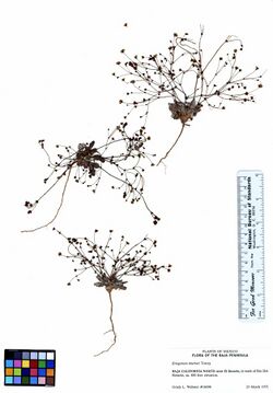 Eriogonum thurberi (6019149964).jpg