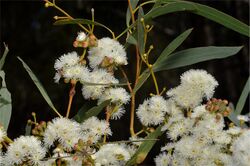 Eucalyptus amygdalina.jpg