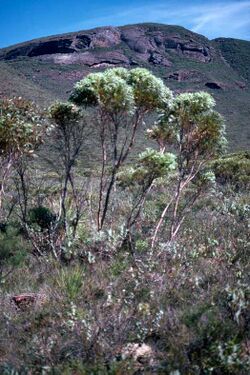 Eucalyptus buprestium habit.jpg