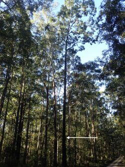 Eucalyptus fusiformis.jpg