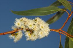 Eucalyptus petraea.jpg