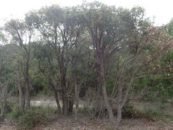 Eucalyptus staeri habit.jpg