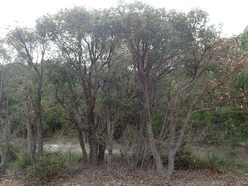 File:Eucalyptus staeri habit.jpg