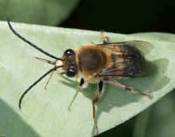 Eucera frater.jpg