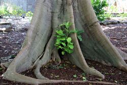 Ficus nymphaeifolia RBGS.jpg