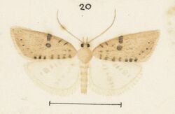 Fig 20 MA I437906 TePapa Plate-XLV-The-butterflies full (cropped).jpg