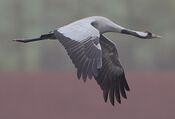 Flickr - Rainbirder - Eurasian Crane (Grus grus) (cropped).jpg