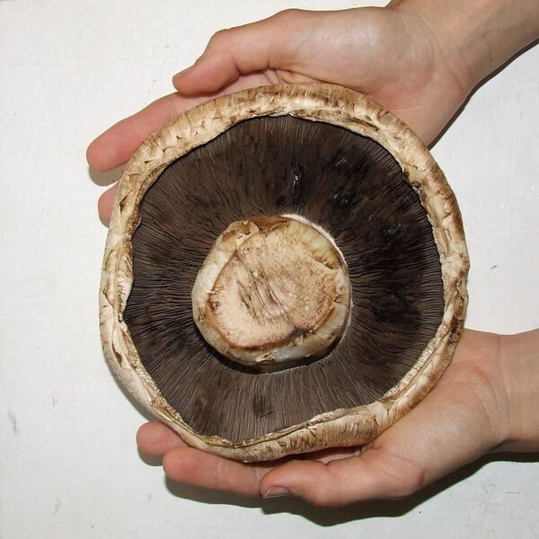 File:Giant mushroom underside.jpg