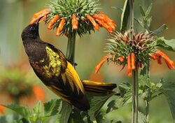 Golden-winged Sunbird (Drepanorhynchus reichenowi) -Kenya.jpg
