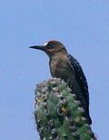 Gray-breasted Woodpecker crop.jpg