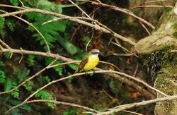 Gray-capped Flycatcher.jpg