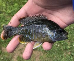 Greengill sunfish, Lepomis macrochirus x cyanellus.jpg