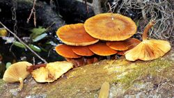 Gymnopilus dryophilus Murrill 461888.jpg